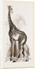 Giraffe by Anonymous
