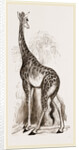 Giraffe by Anonymous