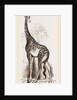 Giraffe by Anonymous