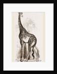 Giraffe by Anonymous