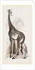 Giraffe by Anonymous