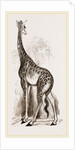 Giraffe by Anonymous