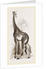 Giraffe by Anonymous