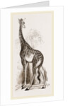 Giraffe by Anonymous