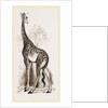 Giraffe by Anonymous