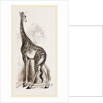 Giraffe by Anonymous