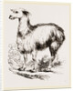 Tame Llama white by Anonymous