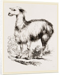 Tame Llama white by Anonymous