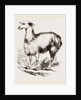 Tame Llama white by Anonymous
