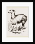 Tame Llama white by Anonymous