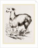 Tame Llama white by Anonymous