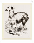Tame Llama white by Anonymous