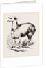 Tame Llama white by Anonymous