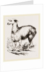 Tame Llama white by Anonymous