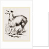 Tame Llama white by Anonymous