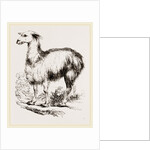 Tame Llama white by Anonymous