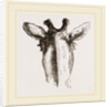 Back view of Giraffe's Head by Anonymous