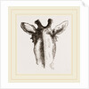 Back view of Giraffe's Head by Anonymous