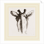 Back view of Giraffe's Head by Anonymous