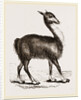 Guanaco by Anonymous