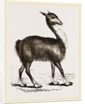 Guanaco by Anonymous