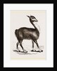 Guanaco by Anonymous