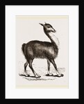 Guanaco by Anonymous