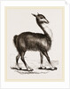 Guanaco by Anonymous