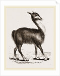 Guanaco by Anonymous