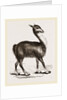Guanaco by Anonymous