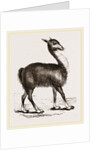 Guanaco by Anonymous