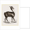 Guanaco by Anonymous