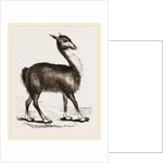 Guanaco by Anonymous