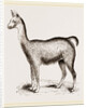 Ma1e Brown Wild Lliana or Guanaco by Anonymous