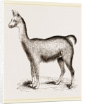 Ma1e Brown Wild Lliana or Guanaco by Anonymous