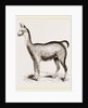 Ma1e Brown Wild Lliana or Guanaco by Anonymous