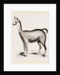 Ma1e Brown Wild Lliana or Guanaco by Anonymous