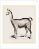 Ma1e Brown Wild Lliana or Guanaco by Anonymous