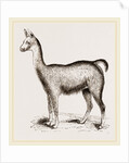 Ma1e Brown Wild Lliana or Guanaco by Anonymous