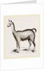 Ma1e Brown Wild Lliana or Guanaco by Anonymous