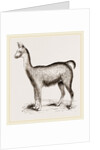 Ma1e Brown Wild Lliana or Guanaco by Anonymous
