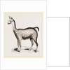 Ma1e Brown Wild Lliana or Guanaco by Anonymous