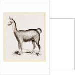 Ma1e Brown Wild Lliana or Guanaco by Anonymous