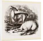 Guanaco and Tame White Llama by Anonymous