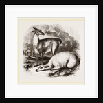 Guanaco and Tame White Llama by Anonymous