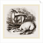 Guanaco and Tame White Llama by Anonymous