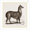 Paco by Anonymous