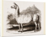 White Llama by Anonymous