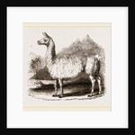 White Llama by Anonymous