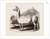 White Llama by Anonymous
